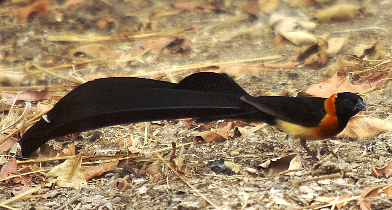 Veuve à collier d'or (Sahel Paradise  whydah, Vidua orientalis), mâle nuptial, Réserve Naturelle de Popenguine, Sénégal.